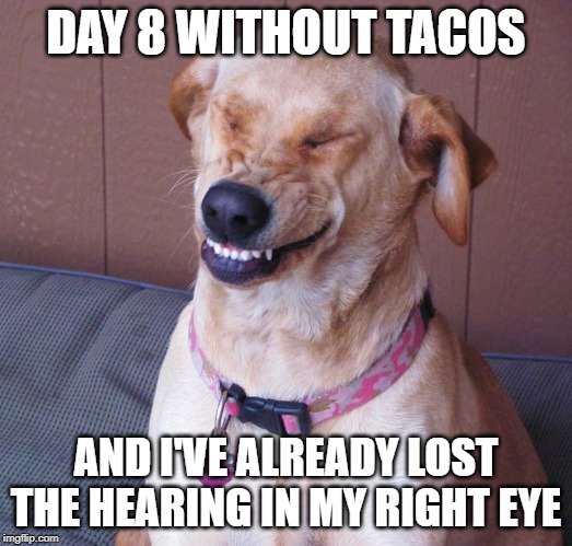 taco dog | DAY 8 WITHOUT TACOS; AND I'VE ALREADY LOST THE HEARING IN MY RIGHT EYE | image tagged in laughing dog,tacos | made w/ Imgflip meme maker