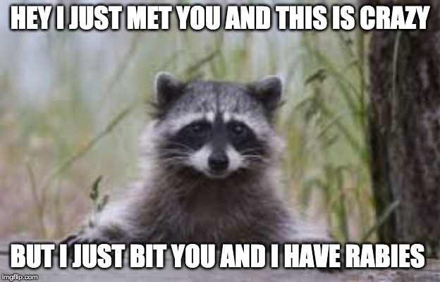 HEY I JUST MET YOU AND THIS IS CRAZY; BUT I JUST BIT YOU AND I HAVE RABIES | image tagged in evil genius racoon | made w/ Imgflip meme maker