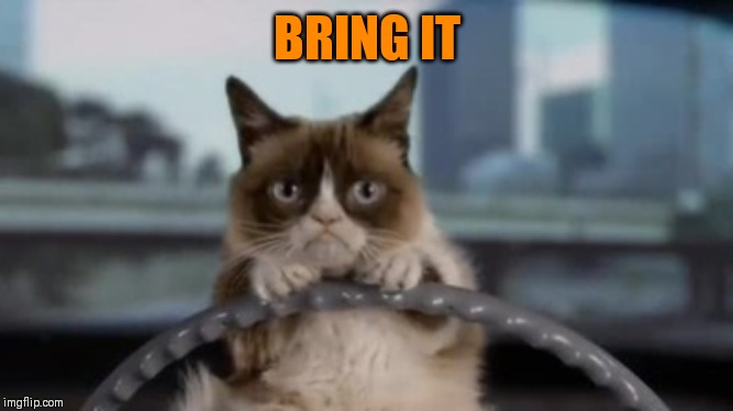 Grumpy cat driving | BRING IT | image tagged in grumpy cat driving | made w/ Imgflip meme maker