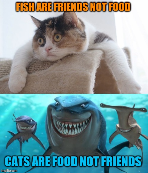 FISH ARE FRIENDS NOT FOOD CATS ARE FOOD NOT FRIENDS | image tagged in fish are friends not food | made w/ Imgflip meme maker