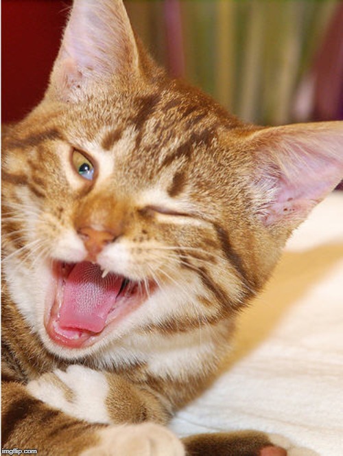 Winking Cat | image tagged in winking cat | made w/ Imgflip meme maker