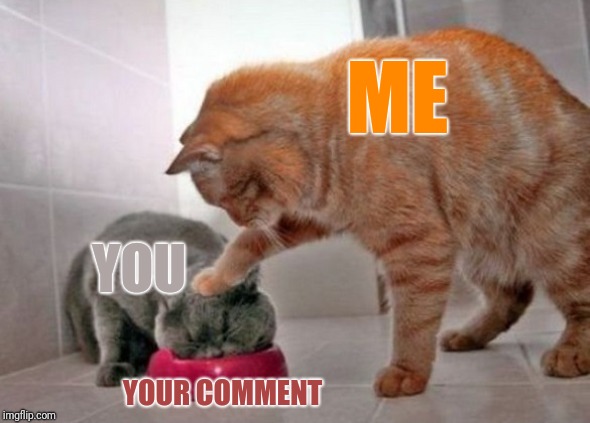 Force feed cat | ME; YOU; YOUR COMMENT | image tagged in force feed cat | made w/ Imgflip meme maker