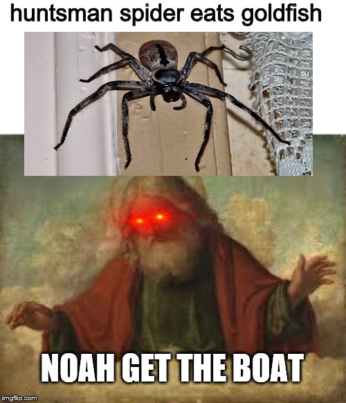 god | huntsman spider eats goldfish; NOAH GET THE BOAT | image tagged in god | made w/ Imgflip meme maker