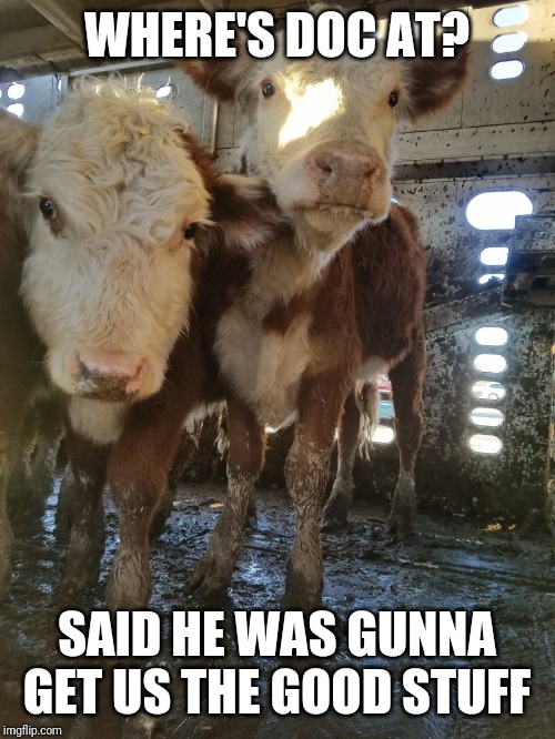Cow hauler | WHERE'S DOC AT? SAID HE WAS GUNNA GET US THE GOOD STUFF | image tagged in cow | made w/ Imgflip meme maker