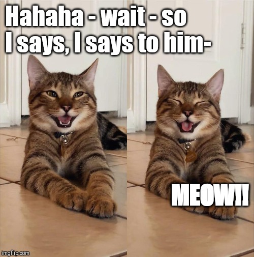laughing kitten | Hahaha - wait - so I says, I says to him-; MEOW!! | image tagged in laughing kitten | made w/ Imgflip meme maker