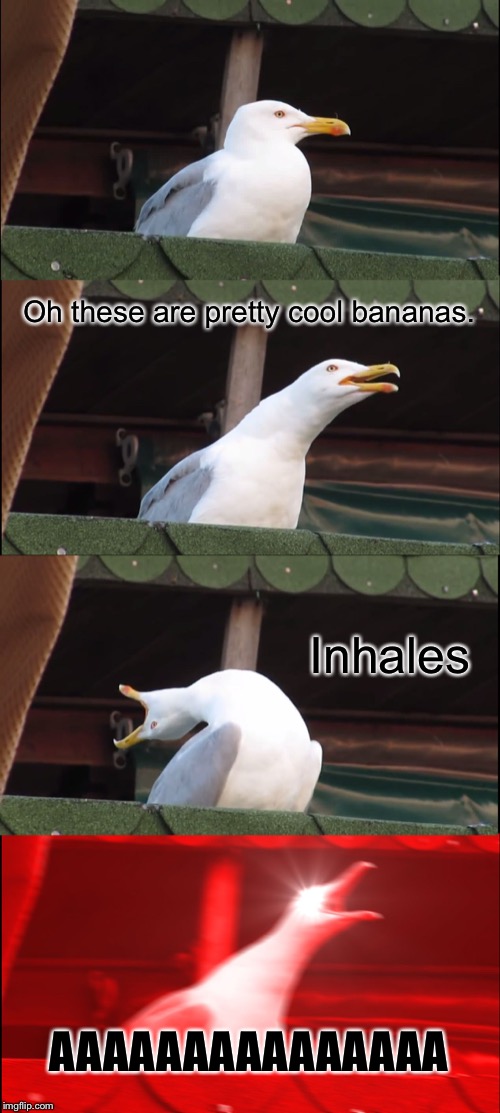 Inhaling Seagull | Oh these are pretty cool bananas. Inhales; AAAAAAAAAAAAAAA | image tagged in memes,inhaling seagull | made w/ Imgflip meme maker