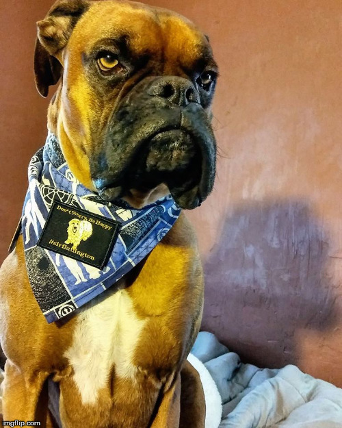 Grumpy Dog | image tagged in grumpy dog | made w/ Imgflip meme maker