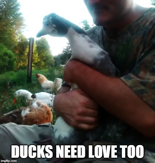 DUCKS NEED LOVE TOO | image tagged in ducks | made w/ Imgflip meme maker
