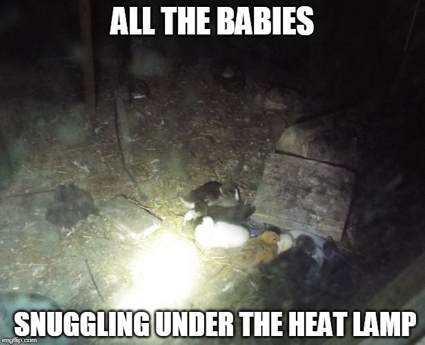 ALL THE BABIES; SNUGGLING UNDER THE HEAT LAMP | image tagged in duckling,chicken | made w/ Imgflip meme maker