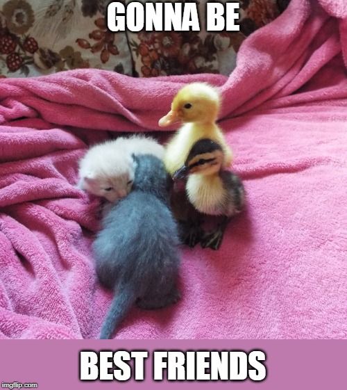 GONNA BE; BEST FRIENDS | image tagged in kittens,duckling | made w/ Imgflip meme maker