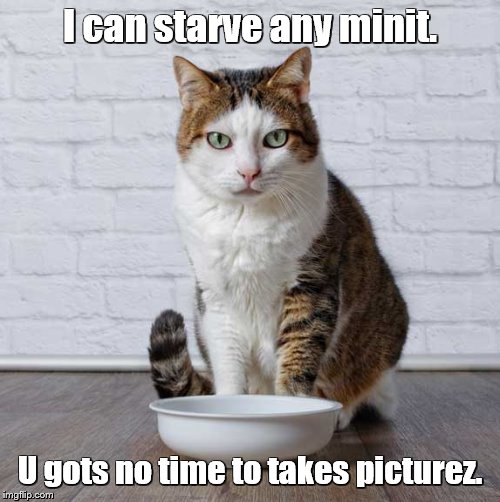 Food bowl empty. Starvation imminent. | I can starve any minit. U gots no time to takes picturez. | image tagged in cats,cat food,empty,starvation | made w/ Imgflip meme maker