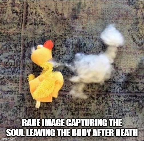 POOF! | RARE IMAGE CAPTURING THE SOUL LEAVING THE BODY AFTER DEATH | image tagged in duck,stuffed animal | made w/ Imgflip meme maker