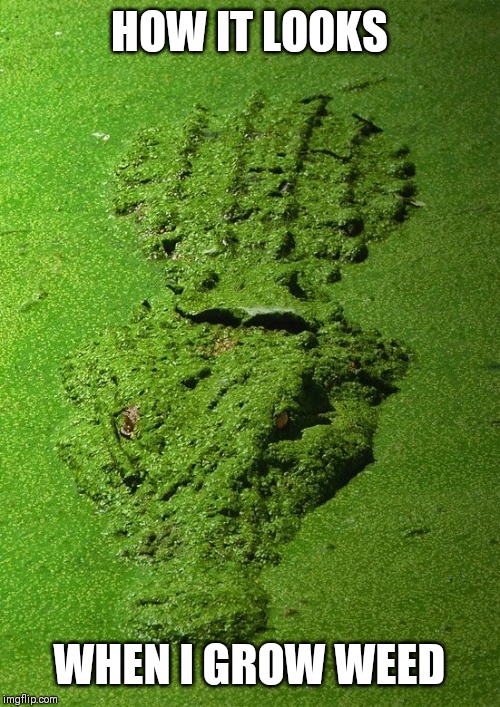 Camouflage alligator | HOW IT LOOKS; WHEN I GROW WEED | image tagged in camouflage alligator | made w/ Imgflip meme maker