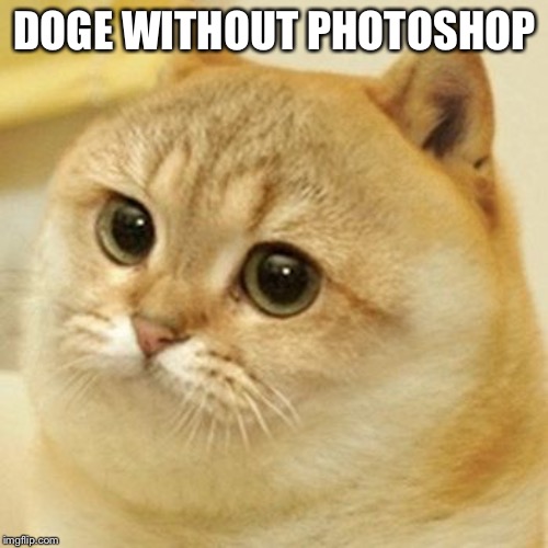 Cat Doge | DOGE WITHOUT PHOTOSHOP | image tagged in cat doge | made w/ Imgflip meme maker