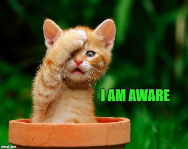 cat facepaw | I AM AWARE | image tagged in cat facepaw | made w/ Imgflip meme maker