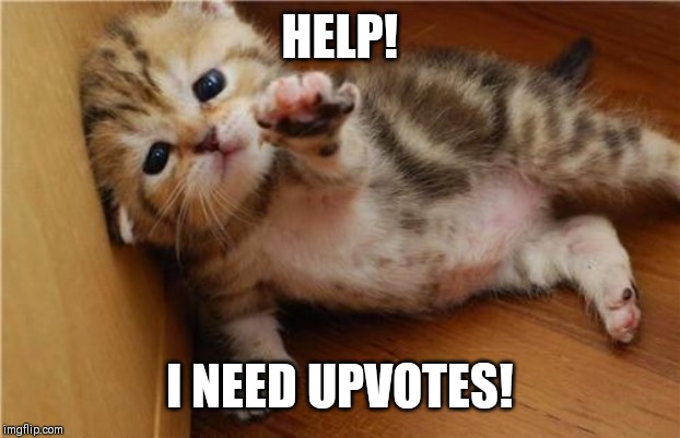 Help Me Kitten | HELP! I NEED UPVOTES! | image tagged in help me kitten | made w/ Imgflip meme maker