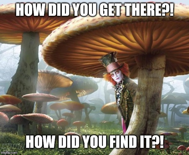 Alice in Wonderland | HOW DID YOU GET THERE?! HOW DID YOU FIND IT?! | image tagged in alice in wonderland | made w/ Imgflip meme maker