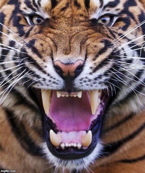 Tiger2 | image tagged in tiger2 | made w/ Imgflip meme maker