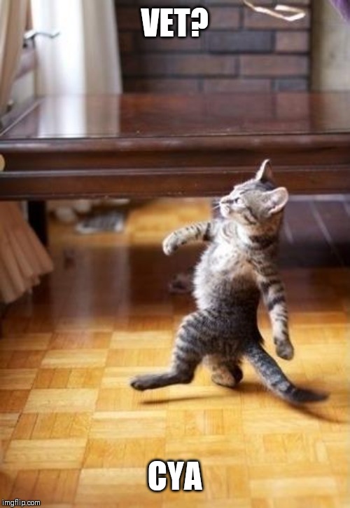 Cool Cat Stroll | VET? CYA | image tagged in memes,cool cat stroll | made w/ Imgflip meme maker