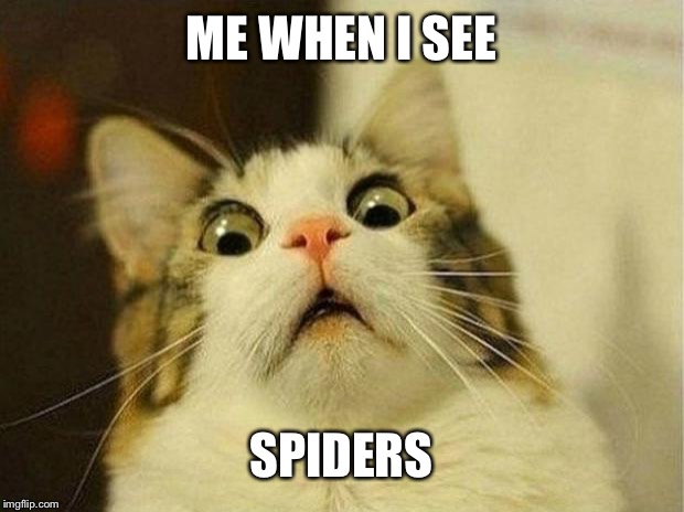 Scared Cat | ME WHEN I SEE; SPIDERS | image tagged in memes,scared cat | made w/ Imgflip meme maker