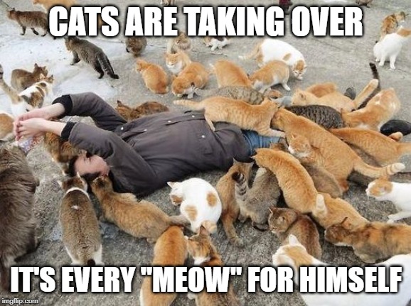 Cats taking over | CATS ARE TAKING OVER IT'S EVERY "MEOW" FOR HIMSELF | image tagged in cats taking over | made w/ Imgflip meme maker