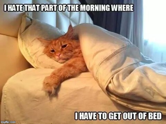 hate getting out of bed | image tagged in cat humor,get out of bed | made w/ Imgflip meme maker