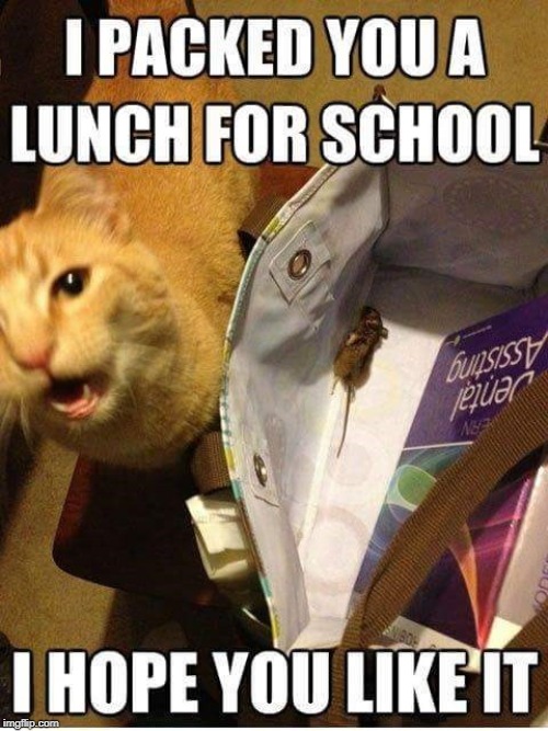 packed your lunch | image tagged in lunch,cat humor,cat ways | made w/ Imgflip meme maker