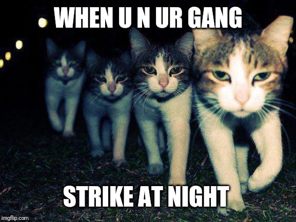 Wrong Neighboorhood Cats | WHEN U N UR GANG; STRIKE AT NIGHT | image tagged in memes,wrong neighboorhood cats | made w/ Imgflip meme maker