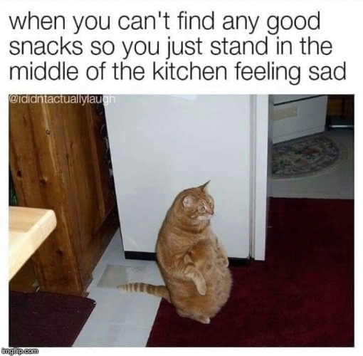 Me every night | image tagged in cats | made w/ Imgflip meme maker