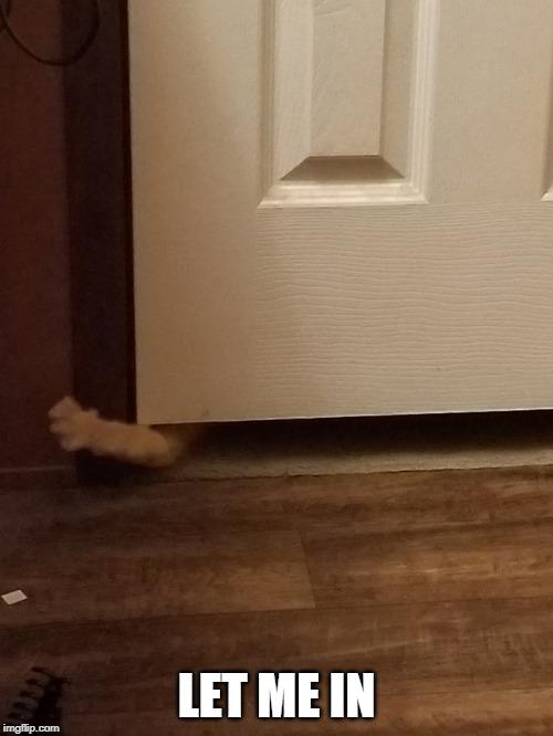 LET ME IN | image tagged in funny cats,cats | made w/ Imgflip meme maker