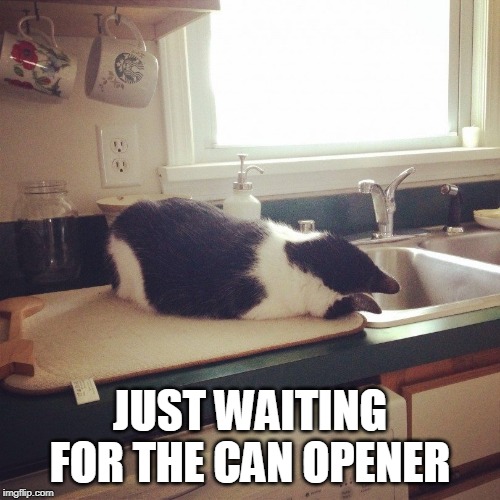 JUST WAITING FOR THE CAN OPENER | image tagged in cats,sleepy cat | made w/ Imgflip meme maker
