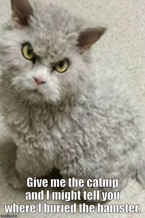 Mad Kitty | Give me the catnip and I might tell you where I buried the hamster. | image tagged in mad kitty,poodle cat | made w/ Imgflip meme maker