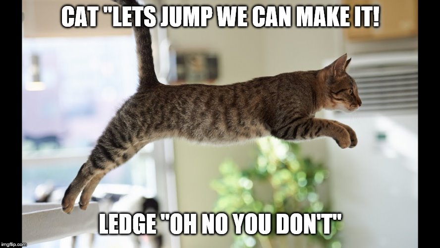 cat doing stuff | CAT "LETS JUMP WE CAN MAKE IT! LEDGE "OH NO YOU DON'T" | image tagged in cats | made w/ Imgflip meme maker