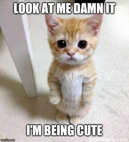 Cute Cat | LOOK AT ME DAMN IT; I'M BEING CUTE | image tagged in memes,cute cat | made w/ Imgflip meme maker