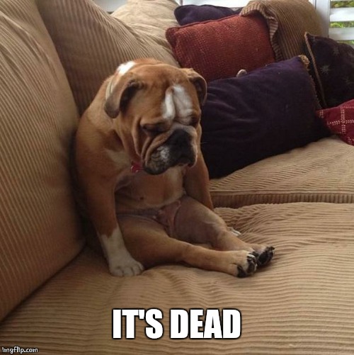 bulldogsad | IT'S DEAD | image tagged in bulldogsad | made w/ Imgflip meme maker