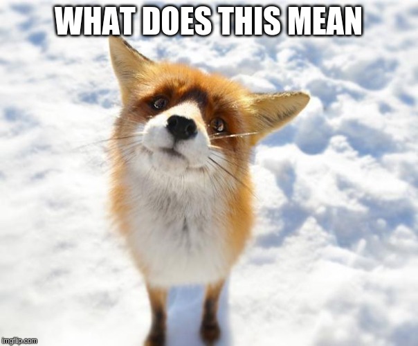 What Does The Fox Say? | WHAT DOES THIS MEAN | image tagged in what does the fox say | made w/ Imgflip meme maker