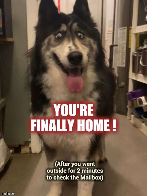 The Magic of Dogs | YOU'RE FINALLY HOME ! (After you went outside for 2 minutes to check the Mailbox) | image tagged in funny dogs,popeyes,happy day,missed you,always sunny | made w/ Imgflip meme maker