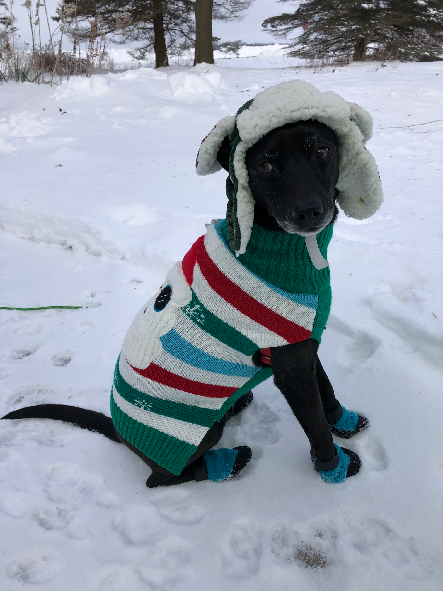 Dog in snow Blank Meme Template