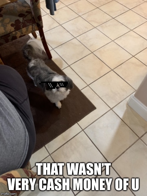 THAT WASN’T VERY CASH MONEY OF U | image tagged in dogs | made w/ Imgflip meme maker