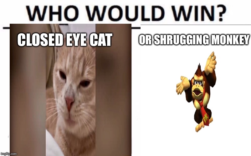 Who Would Win? Meme | CLOSED EYE CAT; OR SHRUGGING MONKEY | image tagged in memes,who would win | made w/ Imgflip meme maker
