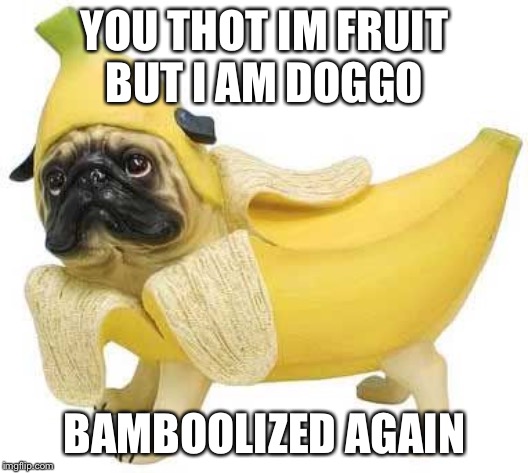 YOU THOT IM FRUIT
BUT I AM DOGGO; BAMBOOLIZED AGAIN | image tagged in doggo | made w/ Imgflip meme maker
