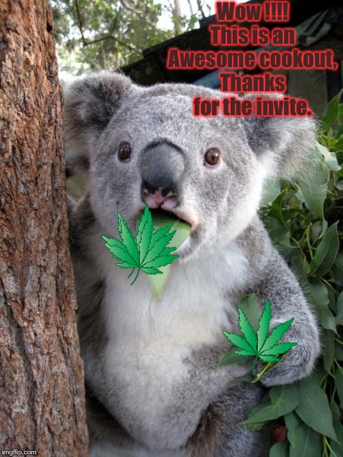 Surprised Koala Meme | Wow !!!! This is an Awesome cookout, Thanks for the invite. | image tagged in memes,surprised koala | made w/ Imgflip meme maker