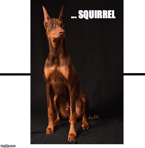 Squirrel Alert !! | ... SQUIRREL | image tagged in squirrel,brain freeze,distracted,duh | made w/ Imgflip meme maker