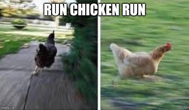 running chicken | RUN CHICKEN RUN | image tagged in running chicken | made w/ Imgflip meme maker