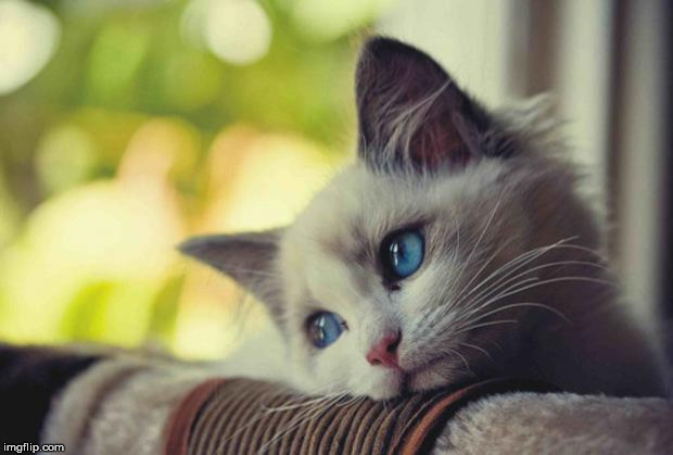 Sad Kitty | image tagged in sad kitty | made w/ Imgflip meme maker