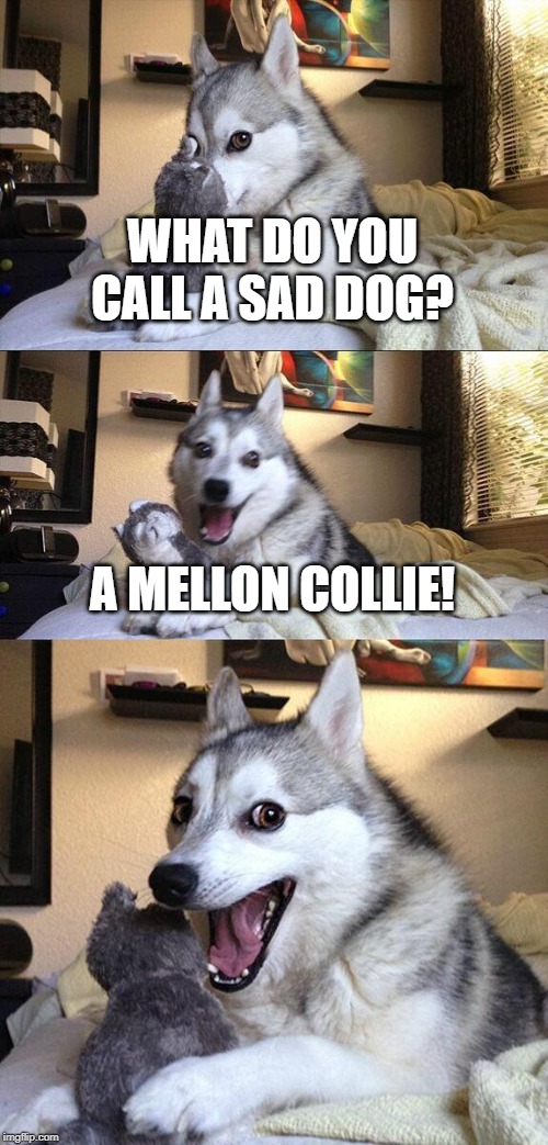 Bad Pun Dog Meme | WHAT DO YOU CALL A SAD DOG? A MELLON COLLIE! | image tagged in memes,bad pun dog | made w/ Imgflip meme maker