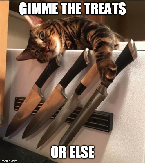 GIMME THE TREATS; OR ELSE | image tagged in gimme,treats | made w/ Imgflip meme maker