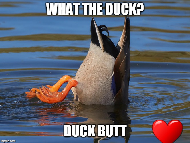 WHAT THE DUCK? DUCK BUTT | image tagged in duck,ducks | made w/ Imgflip meme maker