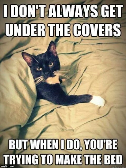 undercover cat | image tagged in cat humor,undercover cat,pesky cat | made w/ Imgflip meme maker