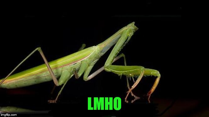 Headless Mantis | LMHO | image tagged in headless mantis | made w/ Imgflip meme maker